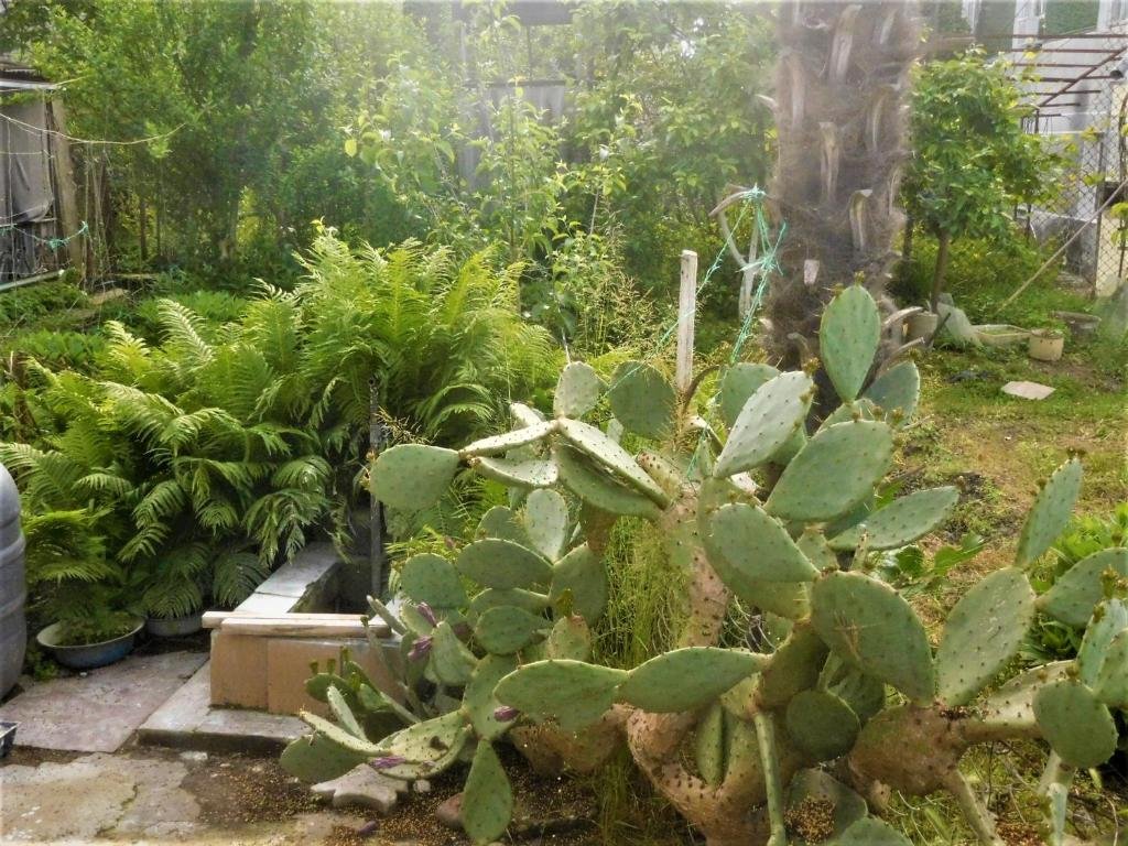 Сухум: Adlejba 75 Guest House