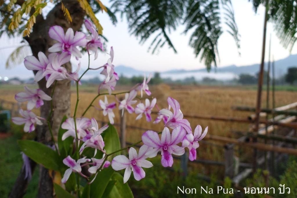 Пуа: Non Na Pua - นอนนา ปัว