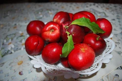 Сухум: Guesthouse U Nataliy