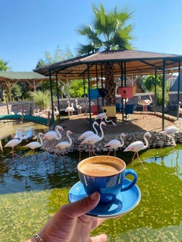 Flamingo Park — фото 1