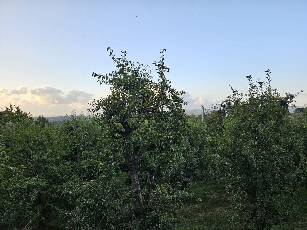 Янык: Teona Kartepe Bungalov