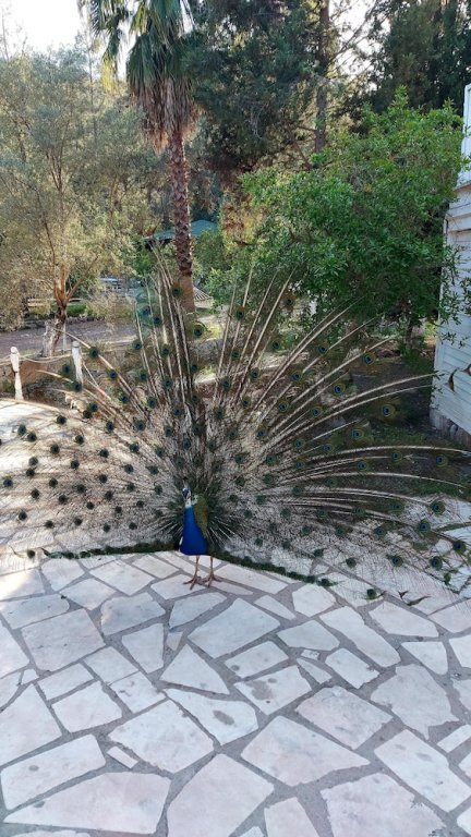 Кумлуджа: Olympos Angels Garden