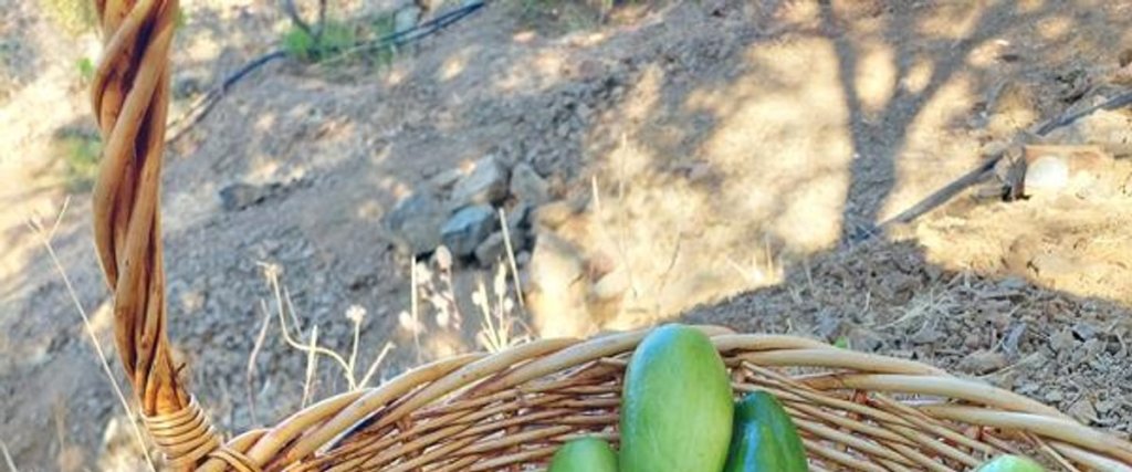 Алтынолук: Kazdaglari Zeytunihan Butik Otel