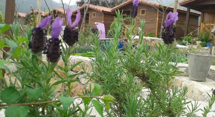 Адрасан: Adrasya Bungalovs