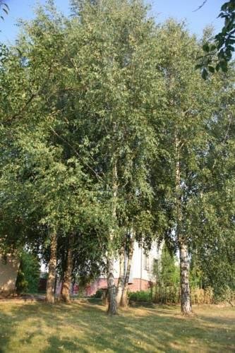 Коттедж в Раубичах — фото 1