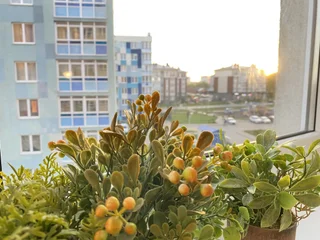 Светлогорск: Квартира Морской курорт