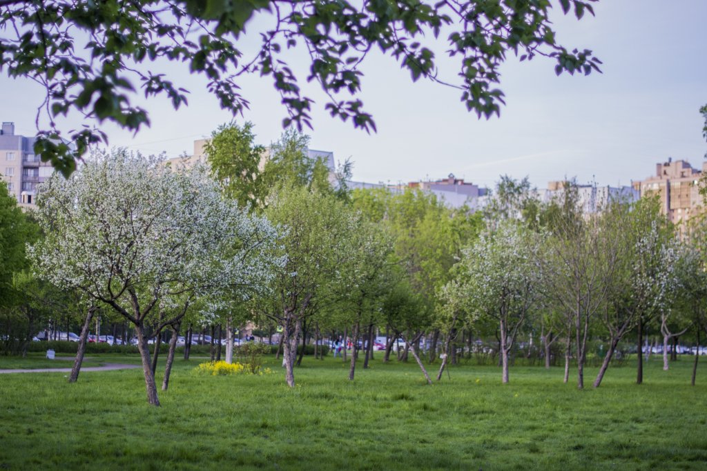 Санкт-Петербург: Apartamentyi Turistskaya 10/1