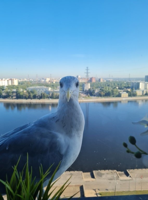 Санкт-Петербург: Квартира видовая с евроремонтом