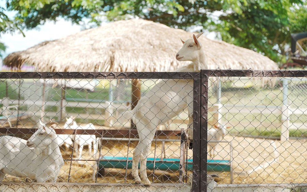 Пак-Чонг: Bergh Apton Khao Yai