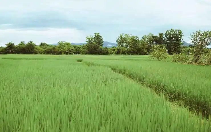 Сан-Патонг: Rabeing view Doona  Chiang Mai