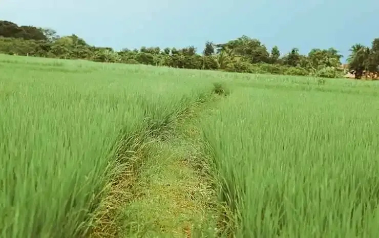 Сан-Патонг: Rabeing view Doona  Chiang Mai