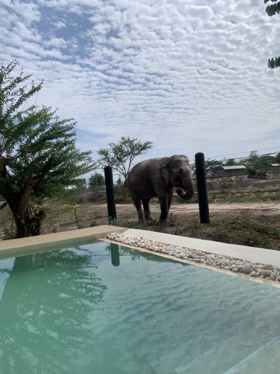 Elephant View Camp — фото 5