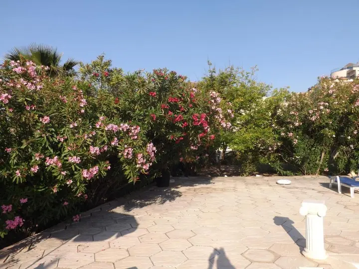 Озанкей: Paradise Holiday Bungalows