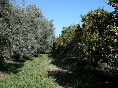 Милиу: Valencia Grove Villa