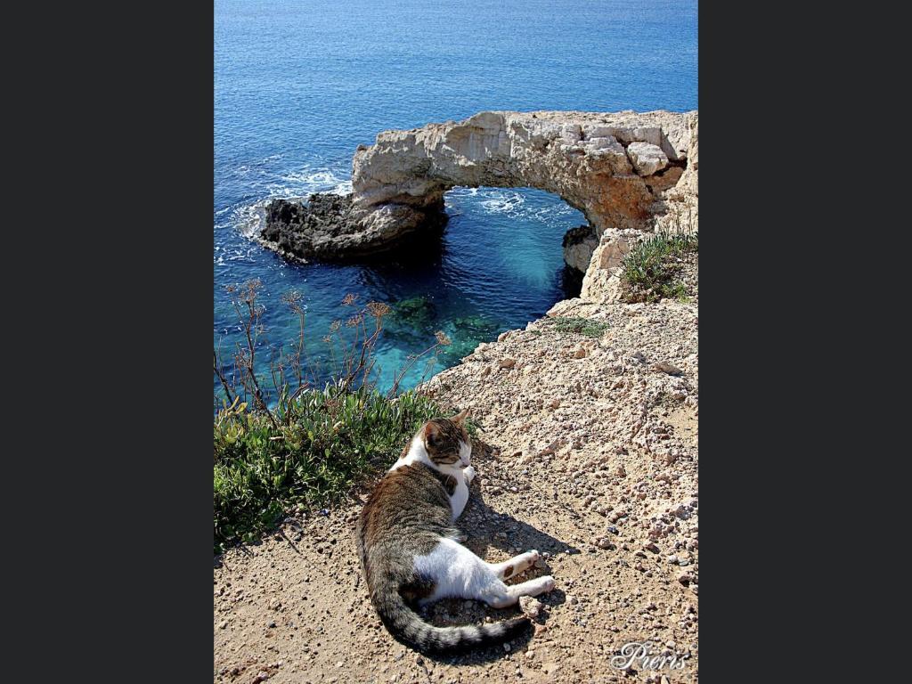 Айя-Напа: Villa Nissi Beach 28