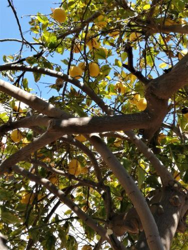 Ларнака: Lemon Tree Courtyard
