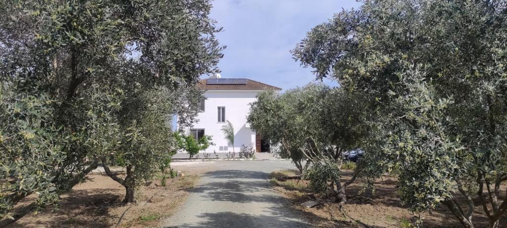 Kiti Village Villa Larnaca, salt-water pool, 5 bedrooms — фото 4