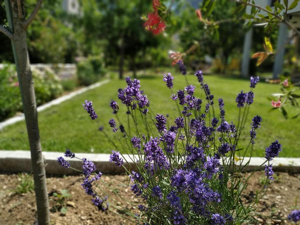 Котор: Apartment Grgurević
