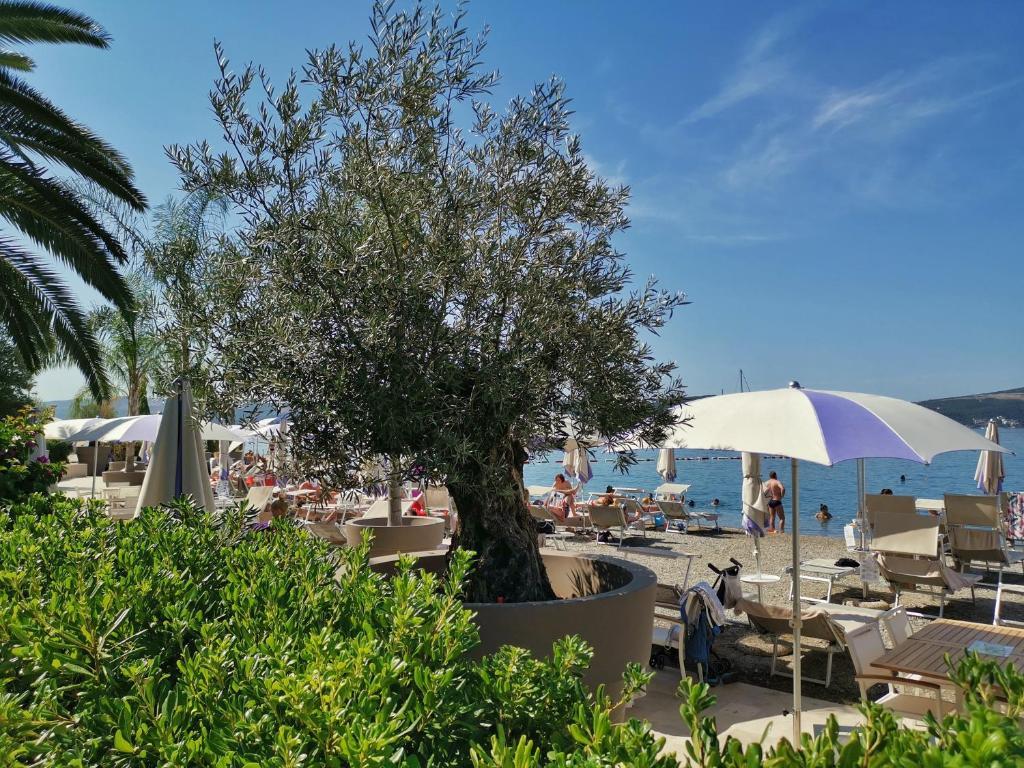 Тиват: Apartments Villa Vera