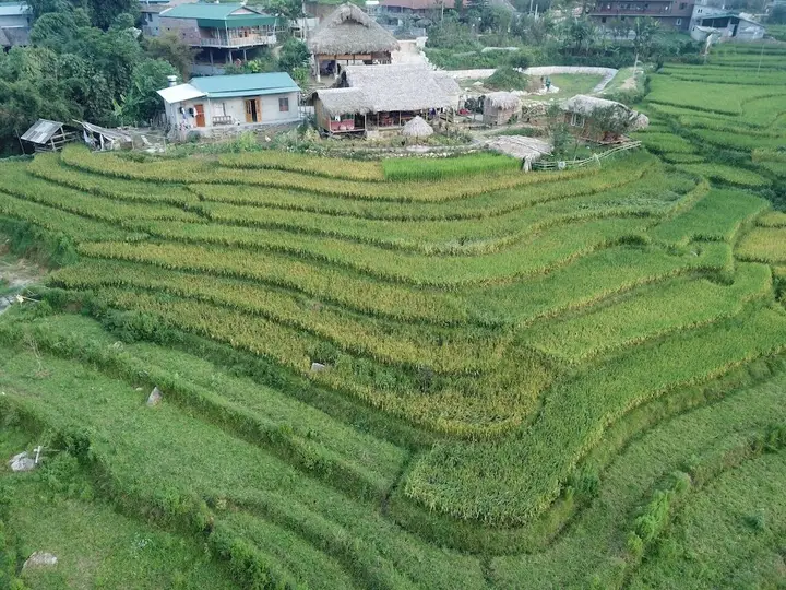 Golden Rice Garden Sapa — фото 3