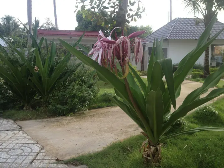 остров Фукуок: Rum Bungalow Resort Phu Quoc