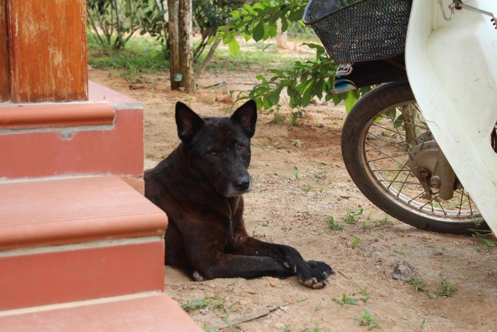 остров Фукуок: Spring Garden Homestay