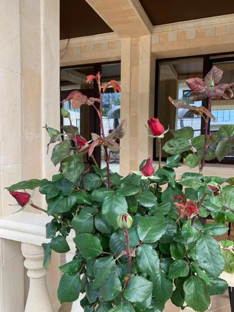 Агой: Guest House Chernomorye
