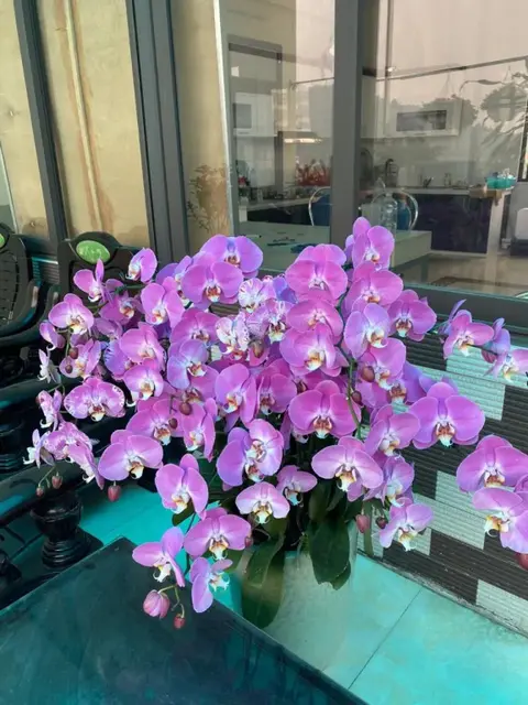 Халонг: Huyền Anh