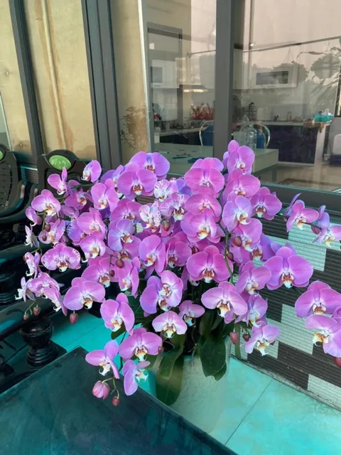 Халонг: Huyền Anh