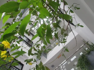 Нячанг: Ale Nhatrang Hotel