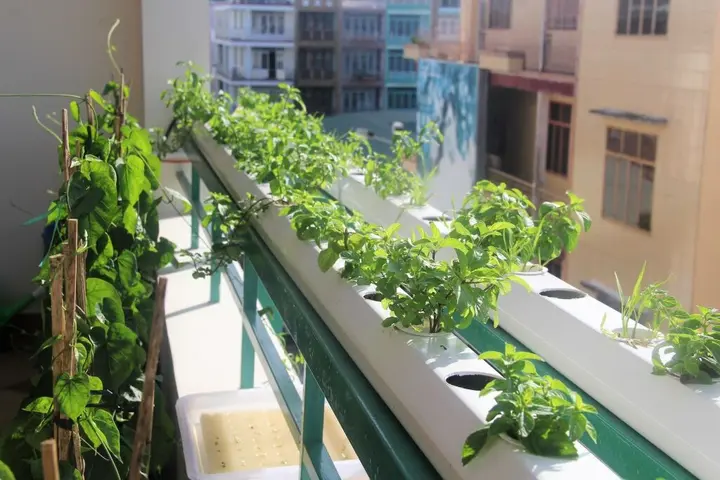 Кантхо: Winter Spring Homestay