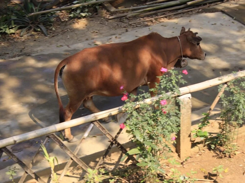 Маи-Чау: Ume Mai Chau Eco Homestay