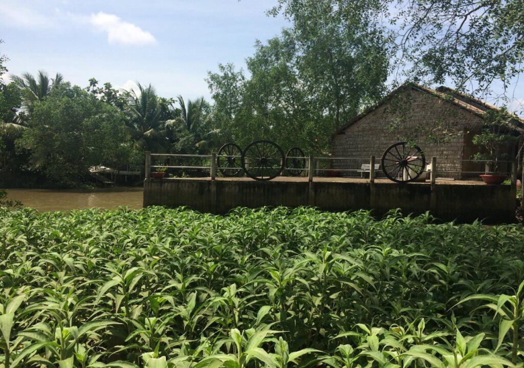 Кантхо: HomeTravel Mekong Can Tho - Hostel