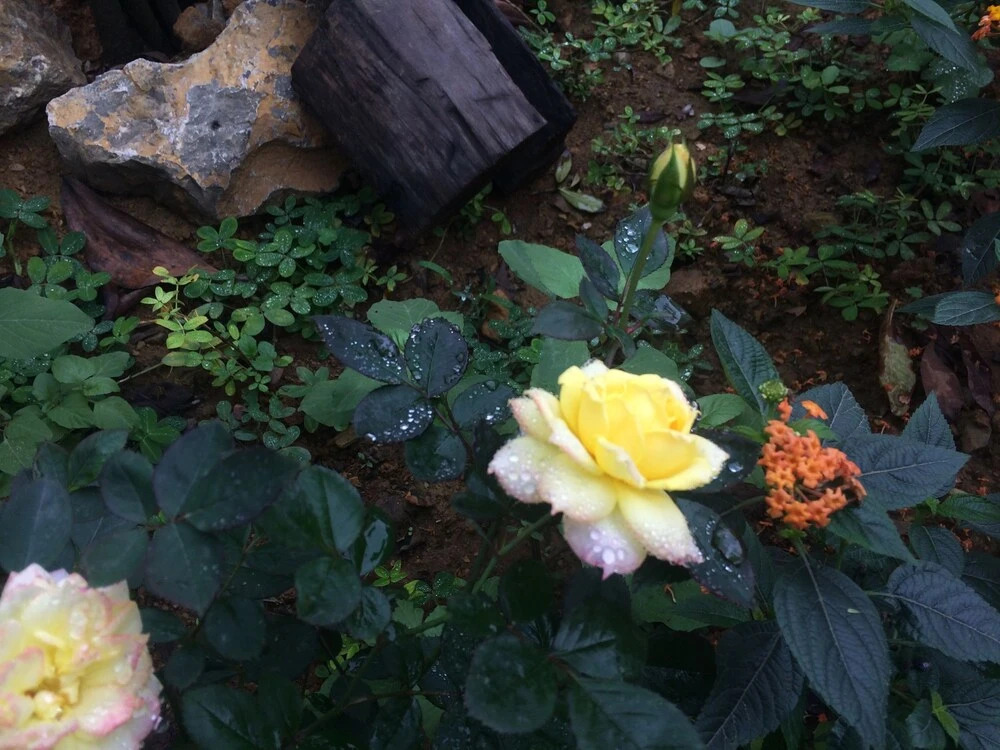 Зявьен: Vân Long Garden