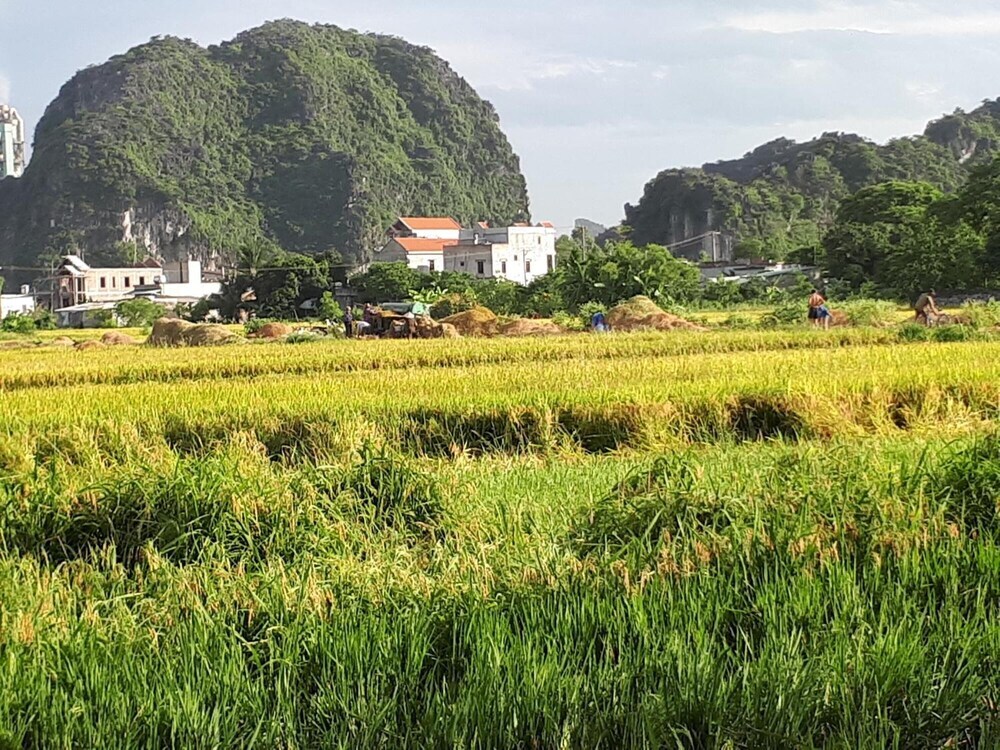 Хоа Лу: Tam Coc Rice Fields Homestay