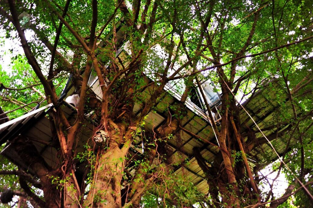 Ханой: Dao Anh Khanh Treehouse