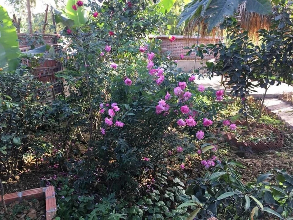 Зявьен: Van Long Family Homestay