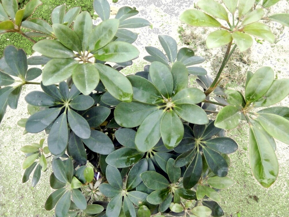 Зявьен: Ninh Bình Friendly Homestay