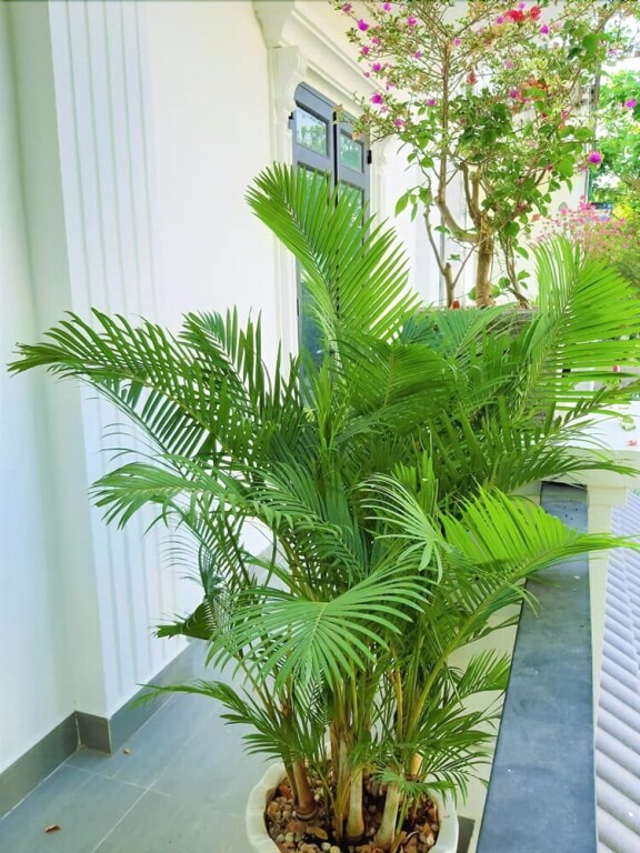 Кантхо: Sampan House