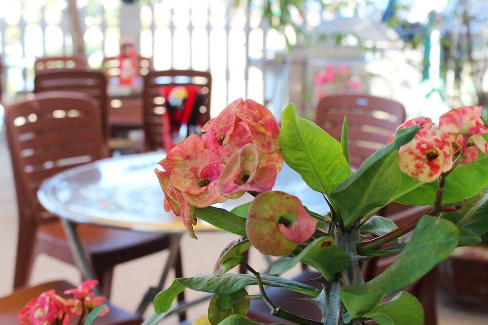 Фантхьет: Bien Lac Homestay