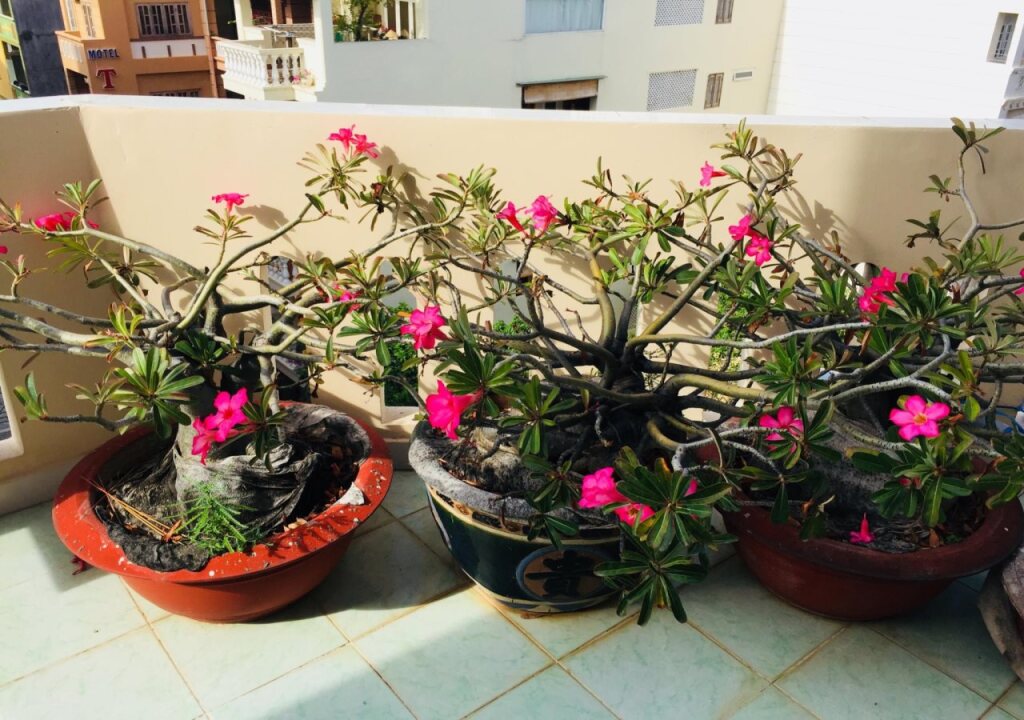 Вунгтау: Hotel Binh Minh 09