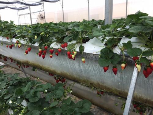 Далат: So 10 Home Garden