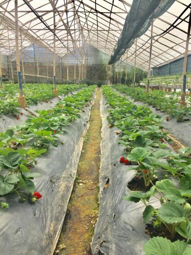 Далат: So 10 Home Garden