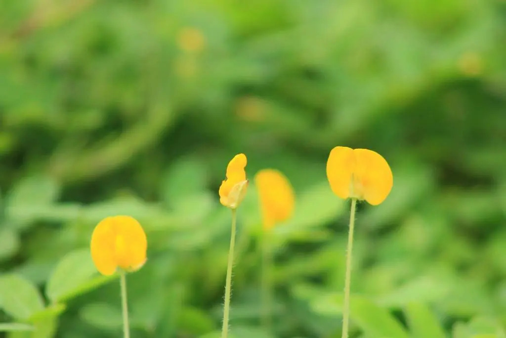 Зявьен: Cuc Phuong Resort