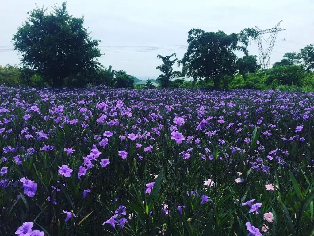 Зявьен: Cuc Phuong Resort