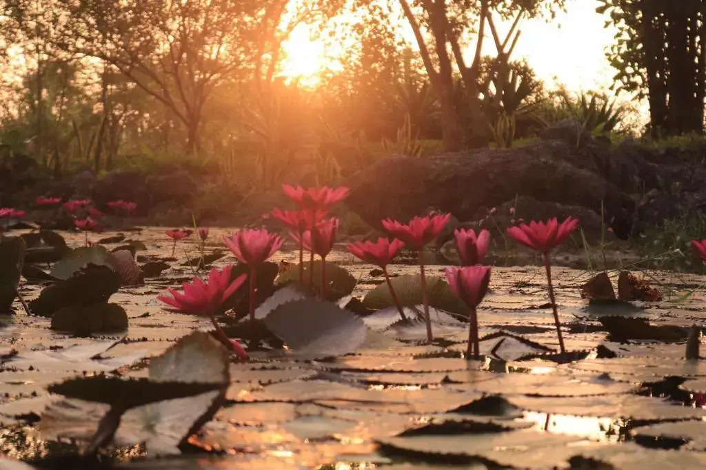 Зявьен: Cuc Phuong Resort