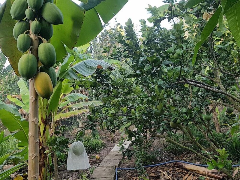 Бенче: Peaceful Homestay in the Middle of Fruit Garden - Rooms With Private Toilets