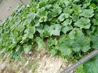 Хандань: Wu'an Tuanyuan Farmstay