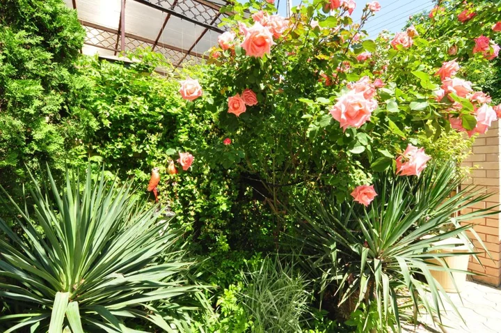 Анапа: Guest House Korsika