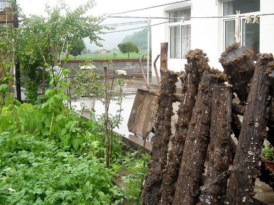 Даньдун: Sister Gu's Farm Stay